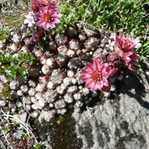 Photographie n°21134 du taxon Sempervivum arachnoideum L. [1753]