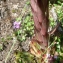  Mathieu MENAND - Sempervivum tectorum subsp. boutignyanum (Billot & Gren.) H.Jacobsen [1954]