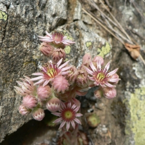 Photographie n°21136 du taxon Sempervivum tectorum subsp. arvernense (Lecoq & Lamotte) Rouy & E.G.Camus [1901]