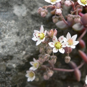 Photographie n°21148 du taxon Sedum dasyphyllum L. [1753]