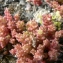  Mathieu MENAND - Sedum caespitosum (Cav.) DC. [1828]