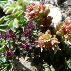 Photographie n°21154 du taxon Sedum atratum L. [1763]