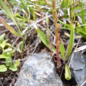 Photographie n°21155 du taxon Sedum villosum L.