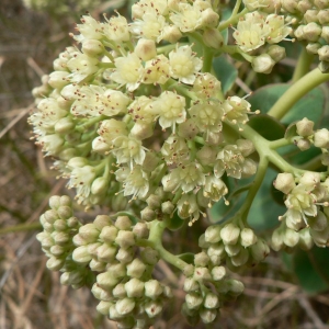 Photographie n°21162 du taxon Sedum telephium subsp. maximum (L.) Rouy & E.G.Camus [1901]