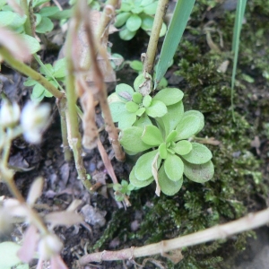 Photographie n°21163 du taxon Sedum cepaea L.