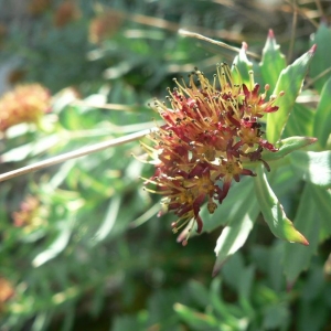 Photographie n°21164 du taxon Rhodiola rosea L. [1753]