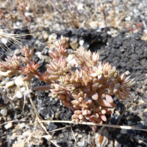 Photographie n°21170 du taxon Sedum rubens L. [1753]