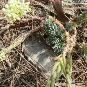 Photographie n°21171 du taxon Sedum sediforme (Jacq.) Pau [1909]