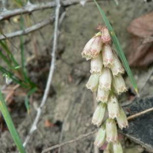 Photographie n°21173 du taxon Umbilicus rupestris (Salisb.) Dandy