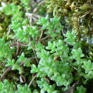 Photographie n°21174 du taxon Sedum anglicum Huds. [1778]