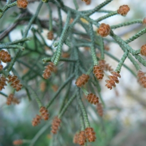 Photographie n°21185 du taxon Juniperus phoenicea L. [1753]