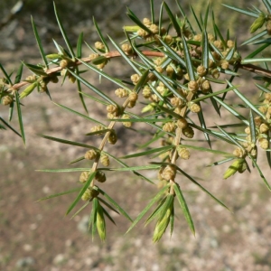 Juniperus communis L. (Genévrier commun)