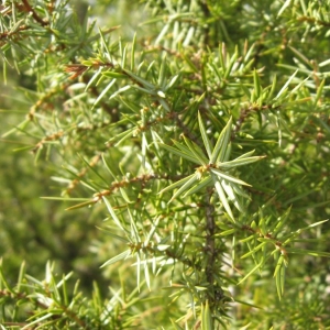 Photographie n°21193 du taxon Juniperus communis L. [1753]