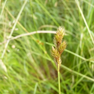 Photographie n°21194 du taxon Carex ovalis Gooden. [1794]