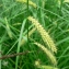  Mathieu MENAND - Carex vesicaria L. [1753]