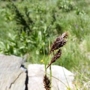 Photographie n°21199 du taxon Carex frigida All. [1785]