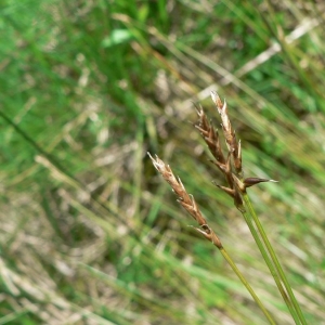 Photographie n°21202 du taxon Carex davalliana Sm. [1800]