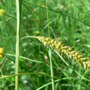 Photographie n°21209 du taxon Carex distans L. [1759]