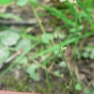 Photographie n°21210 du taxon Isolepis setacea (L.) R.Br. [1810]