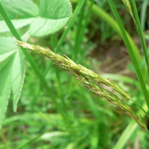 Photographie n°21211 du taxon Carex sylvatica Huds. [1762]