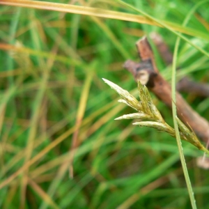 Photographie n°21214 du taxon Carex brizoides L. [1755]