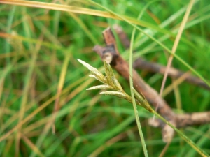 Mathieu MENAND, le 16 juin 2008 (Boutx)