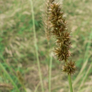 Photographie n°21216 du taxon Carex cuprina (Sandor ex Heuff.) Nendtv. ex A.Kern. [1863]