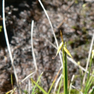  - Carex pauciflora Lightf. [1777]