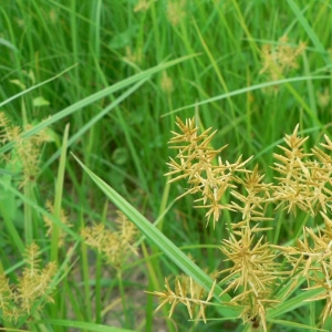 Photographie n°21219 du taxon Cyperus esculentus L. [1753]