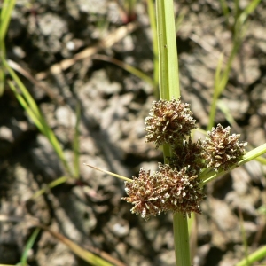  - Cyperus difformis L. [1756]