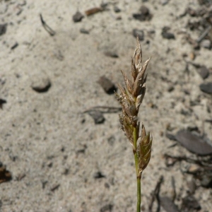 Photographie n°21226 du taxon Carex arenaria L. [1753]