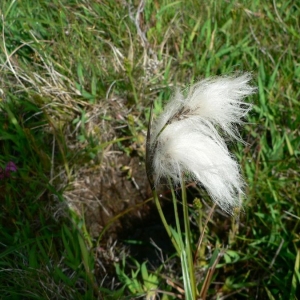 Photographie n°21227 du taxon Eriophorum angustifolium Honck. [1782]