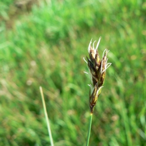 Photographie n°21229 du taxon Carex divisa Huds. [1762]