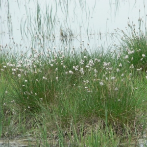 Photographie n°21230 du taxon Eriophorum vaginatum L. [1753]