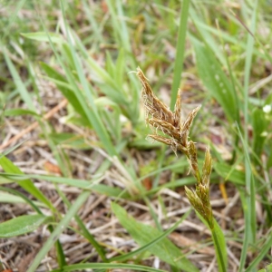 Photographie n°21231 du taxon Carex arenaria L. [1753]