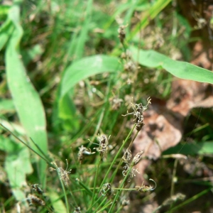 Photographie n°21234 du taxon Eleocharis acicularis (L.) Roem. & Schult. [1817]