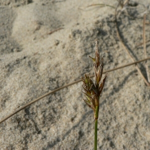 Photographie n°21238 du taxon Carex arenaria L. [1753]