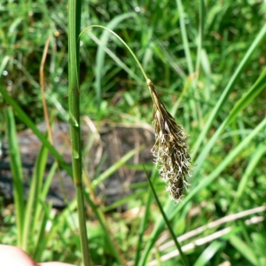 Photographie n°21240 du taxon Carex frigida All. [1785]