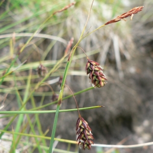 Photographie n°21243 du taxon Carex limosa L. [1753]