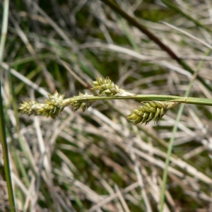 Photographie n°21245 du taxon Carex curta Gooden. [1794]