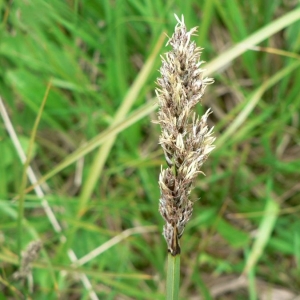 Photographie n°21248 du taxon Carex paniculata L. [1755]