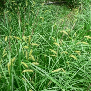 Photographie n°21251 du taxon Carex vesicaria L. [1753]