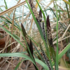 Photographie n°21252 du taxon Carex acuta L. [1753]