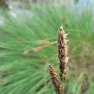 Carex cespitosa L. (Laiche en touffe)