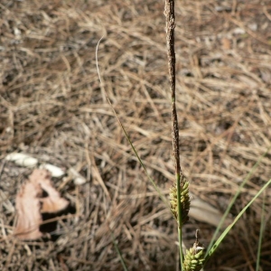  - Carex rostrata Stokes [1787]