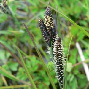 Photographie n°21259 du taxon Carex nigra (L.) Reichard [1778]