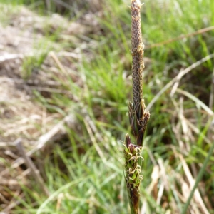 Photographie n°21263 du taxon Carex laevigata Sm. [1800]