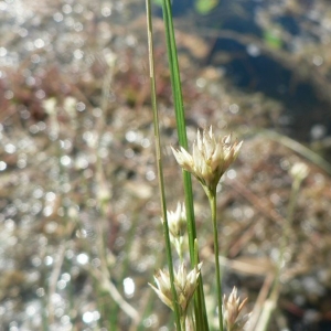 Photographie n°21269 du taxon Rhynchospora alba (L.) Vahl [1805]