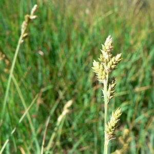 Photographie n°21273 du taxon Carex curta Gooden. [1794]