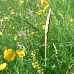 Photographie n°21282 du taxon Carex distans L. [1759]